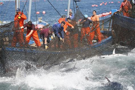 El Primer Tratado Mundial Contra La Pesca Ilegal Entra En Vigor Comunidad Ism