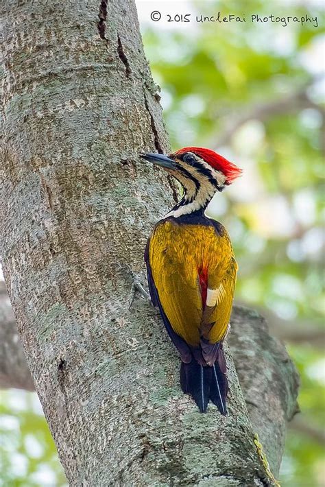 Male Common Flameback Woodpecker Dinopium Javanense Flickr Photo