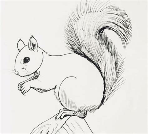 How To Draw A Squirrel Step By Step For Kids And Beginners