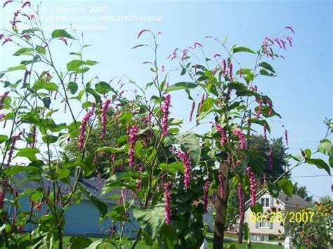 Plantfiles Pictures Persicaria Species Kiss Me Over The Garden Gate