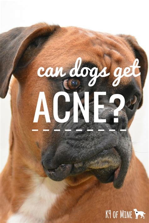 Can Dogs Get Zits The Truth Behind Your Pets Puppy Pimples Pet