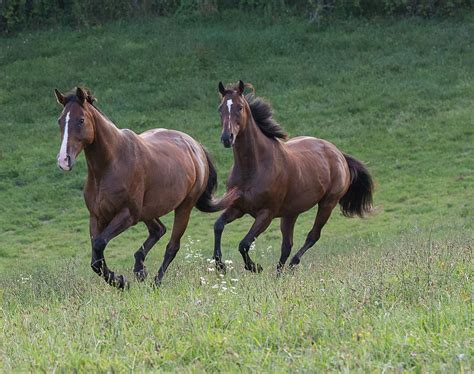 Unbridled Thoroughbred Foundation of Coxsackie, New York is Verified by