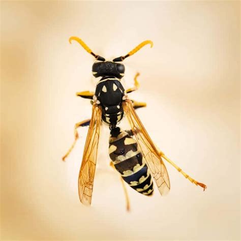 Investigate Paper Wasps Pointe Pest Control