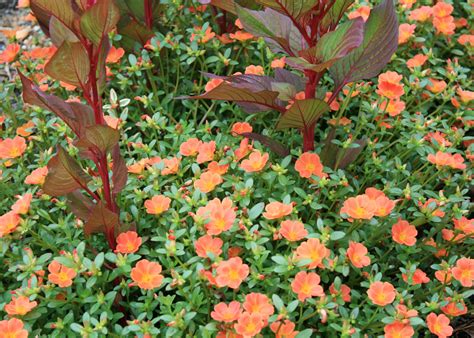 Rock purslane is also easy to propagate. Old purslane has new value in summer heat | Mississippi ...