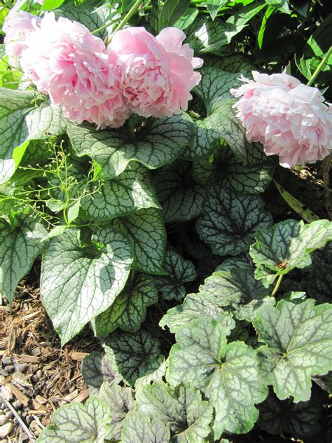 Brunnera Jack Frost With Peony And Heuchera Heuchera Jack Frost