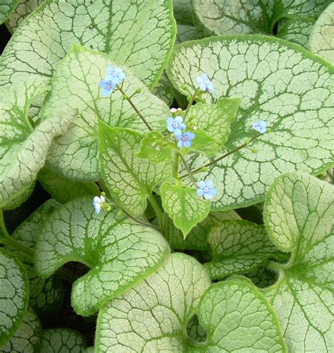 Jack Frost Bugloss Natorps Online Plant Store