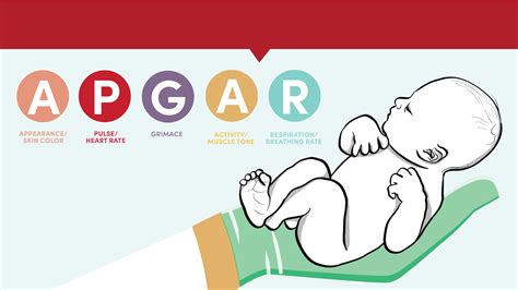 Newborn Assessment Apgar Score Assessment Of Newborn Grepmed My Xxx