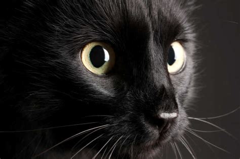 黑猫侧面特写图片 黑色背景下的黑猫侧面特写素材 高清图片 摄影照片 寻图免费打包下载