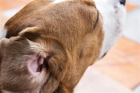 6 Signs Of Ear Infections In Dogs The Village Vets