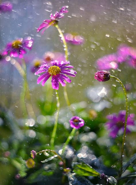 Flowers In The Rain Dranikowskiphoto