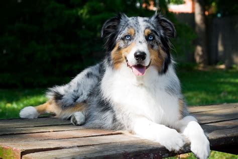 These Are The Most Popular Dog Breeds In The Us Best Medium Sized