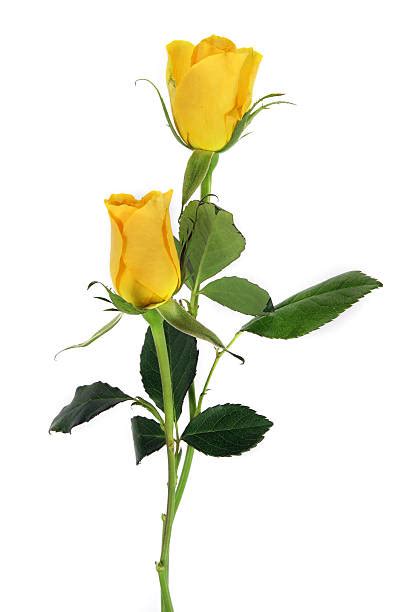 Best Yellow Rose Bud Stock Photos Pictures And Royalty Free Images Istock