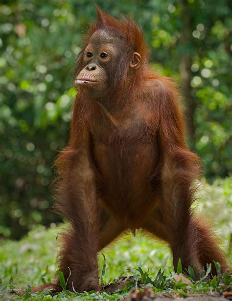 Young Orangutan Standing Sean Crane Photography