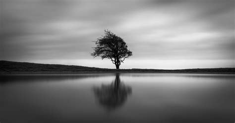 Black And White Tree 4k Wallpapers Wallpaper Cave