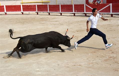 Free Images Bull Performance Bullring Tradition Bullfighting