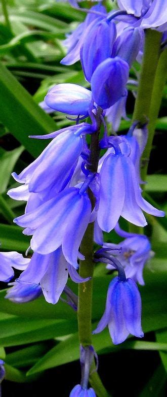 Blue Bells Beautiful Flowers Beautiful Flowers Garden Beautiful Blooms