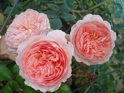 Hoa Hồng Abraham Darby Rose Màu đẹp Hương Thơm Ngọt Ngào