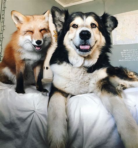 Fox And Dog Rfoxandfriends