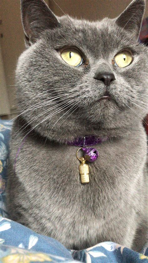 British Blue With Green Eyes Thecatsite