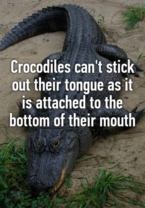 Crocodiles Cant Stick Out Their Tongue As It Is Attached To The Bottom