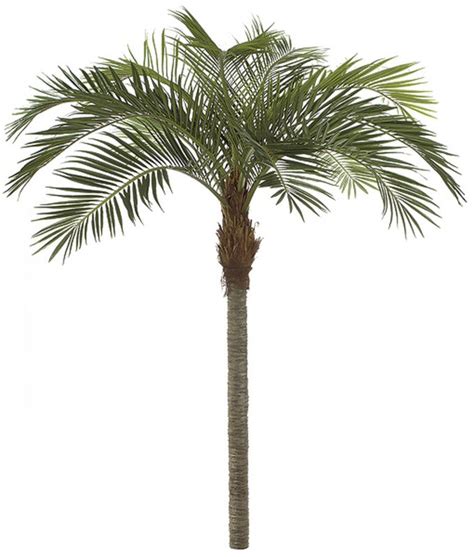 Earthflora Coconut Palms 15 Coconut Palm