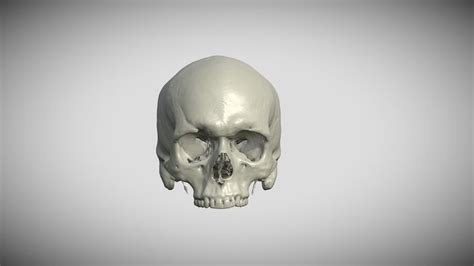 Human Skull 3d Models Sketchfab
