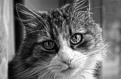 Free Images Black And White View Pet Kitten Fauna Close Up Nose