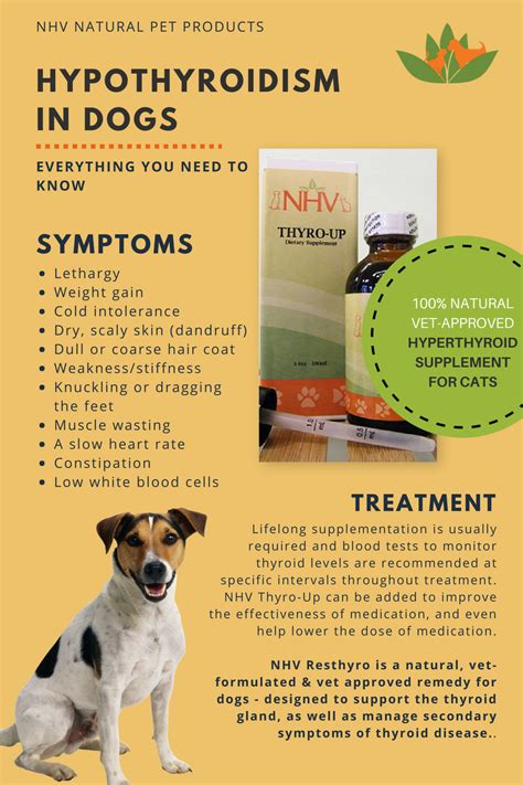 Hyperthyroid cats have two things working since iodine is central to thyroid function, this may be part of the connection, but it's not clear that iodine content is the only problem. Thyro-Up for dogs | Thyroid symptoms, Thyroid problems ...