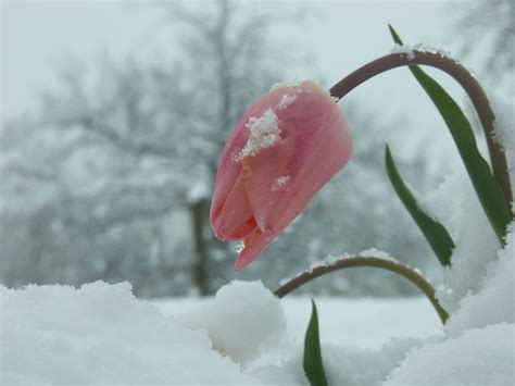 Pictures Of Snow Flowers Home Of Hd Hot And Beautiful
