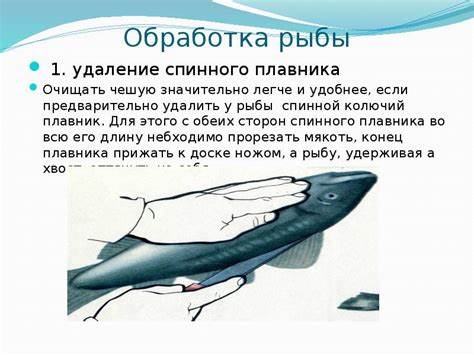 Кулинарная обработка диеты 10 Механическая кулинарная обработка рыбы - презентация, доклад, проект Механическая кулинарная обработка рыбы - презентация, доклад, проект Кулинарная обработка диеты 10