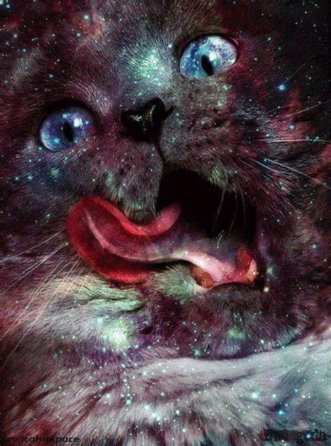 Pin by Shannon on Kitties | Trippy cat, Galaxy cat, Cat painting