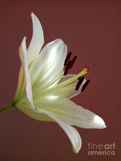 White Lily 4ph Photograph By Jasna Dragun Fine Art America