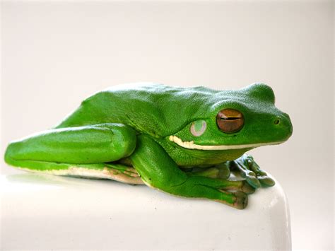 Green Tree Frog Free Photo Download Freeimages
