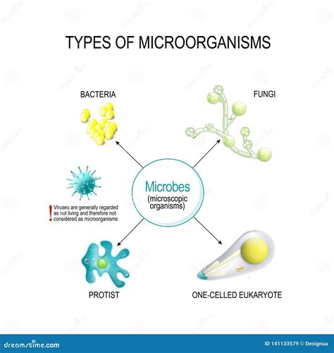 Microorganisms Vector Illustration 13197400