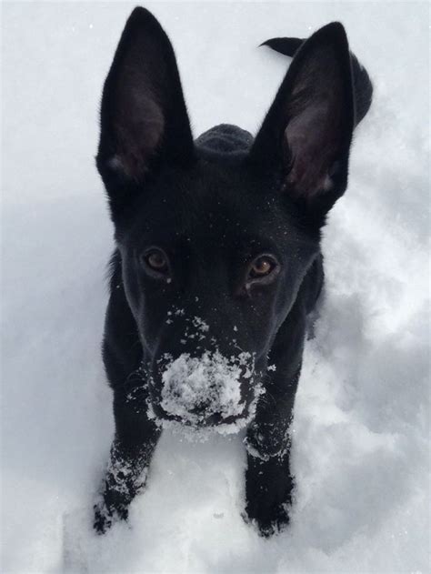 Black German Shepherd Puppy In The Snow So Cute Germanshepherd