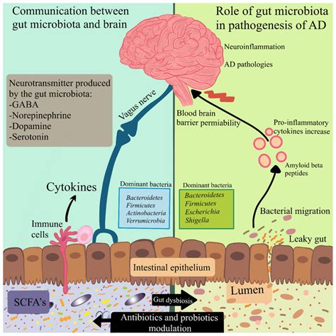 Modulation Of The Microbiota Gut Brain Axis By Antibiotics And
