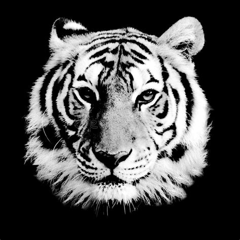 Anime White Tiger Wallpapers Wallpaper Cave 5ab