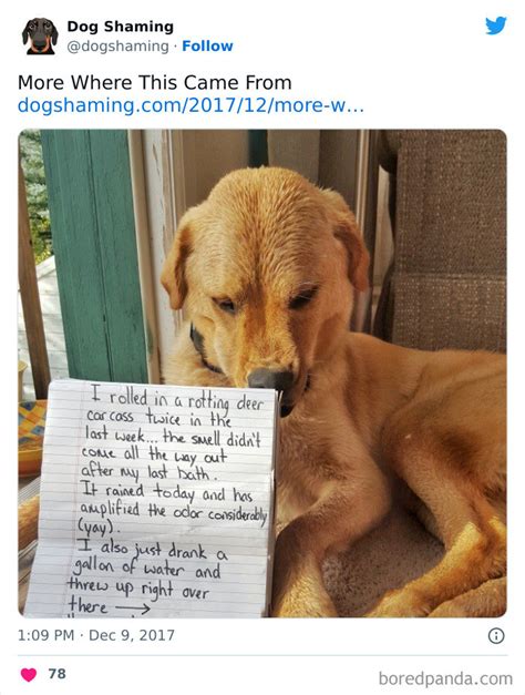 40 Hilarious Instances Of Pet Mischief That Landed Them On The Dog