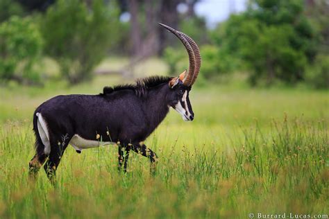 Sable Antelope An Impressive Male Sable Antelope Photograp Flickr