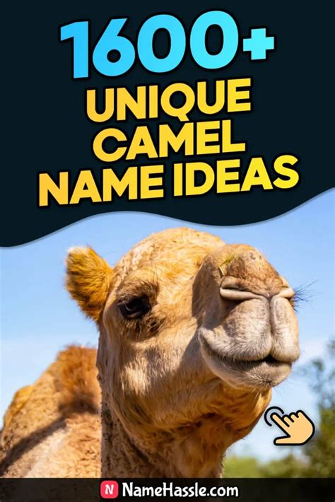 1600 Cool And Funny Camel Names Ideas Generator 2024
