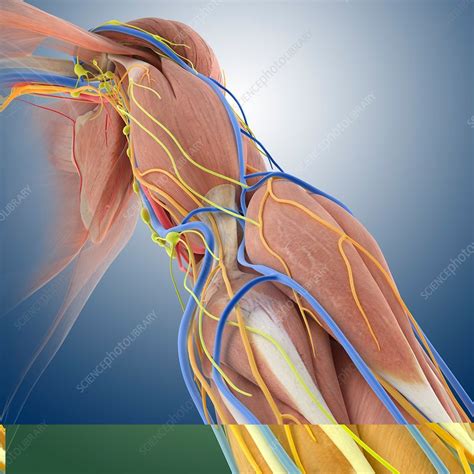 Arm Anatomy Anatomical Artwork Stock Image C0137420 Science