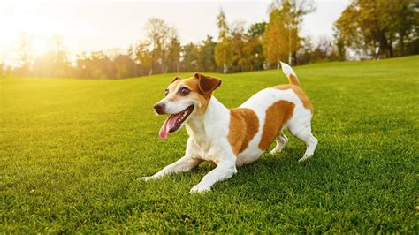 Decatur, AL Veterinary Jobs | Animal Tracks Vet Hospital