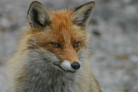 Renard Roux Vulpes Vulpes Red Fox Mercantour Vallon Flickr