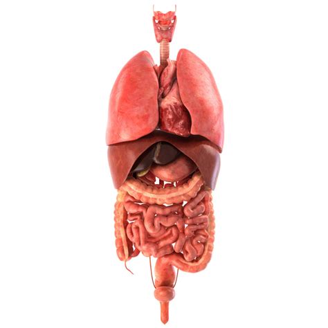 Realistic Human Internal Organs D Model Human Digestive System Images And Photos Finder