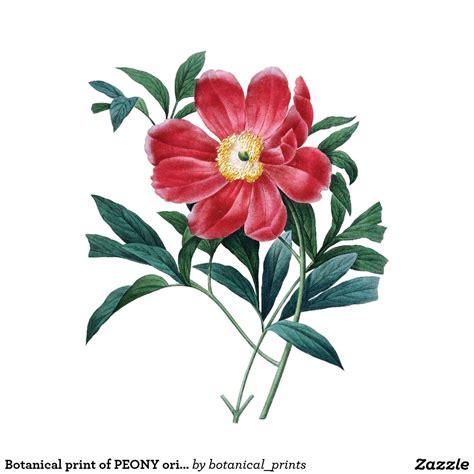 Botanical Print Of Peony Original By Redoute Flower