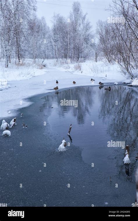 Wild Ducks Swim In A Freezing Winter Pond Among Ice And Snow Stock