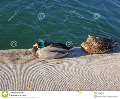 Married Duck Couple Stock Image Image Of Black Insect 108228463
