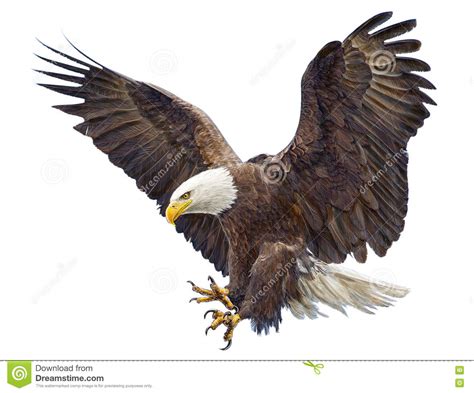 Bald Eagle Landing Swoop Vector Stock Vector Illustration Of Eagle