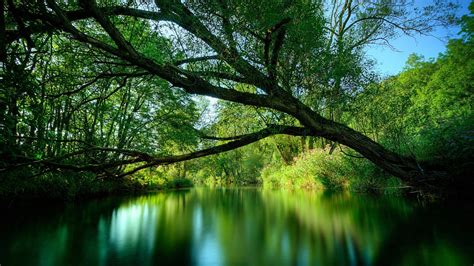 42 Trees With Water Wallpaper