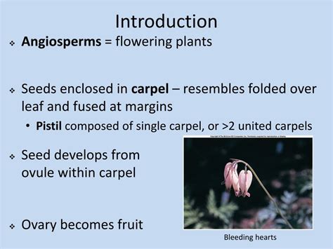 Ppt Seed Plants Angiosperms Powerpoint Presentation Free Download